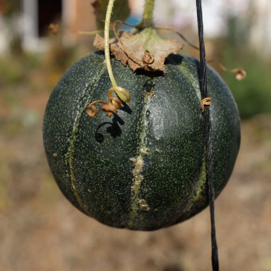 la-bo-te-graines-melon-vert-grimpant-graines-l-gumes-bio-sucr image 1