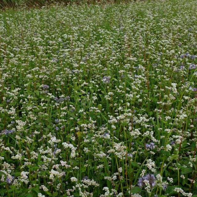 la-bo-te-graines-m-lange-mellif-res-annuelles-bio-graines-60-m image 1