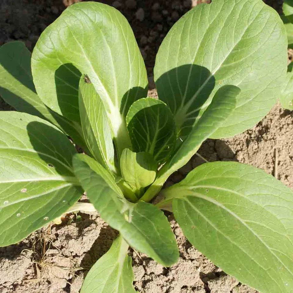 ferme-de-sainte-marthe-pak-choi-ta-sa-graines-bio-chou-de-chine image 1