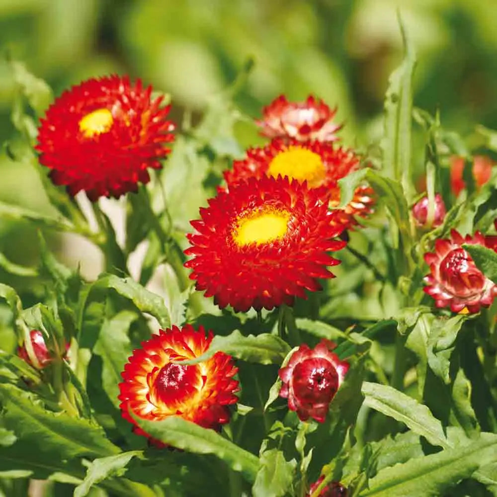 ferme-de-sainte-marthe-fireball-graines-immortelle-s-cher-bio image 1