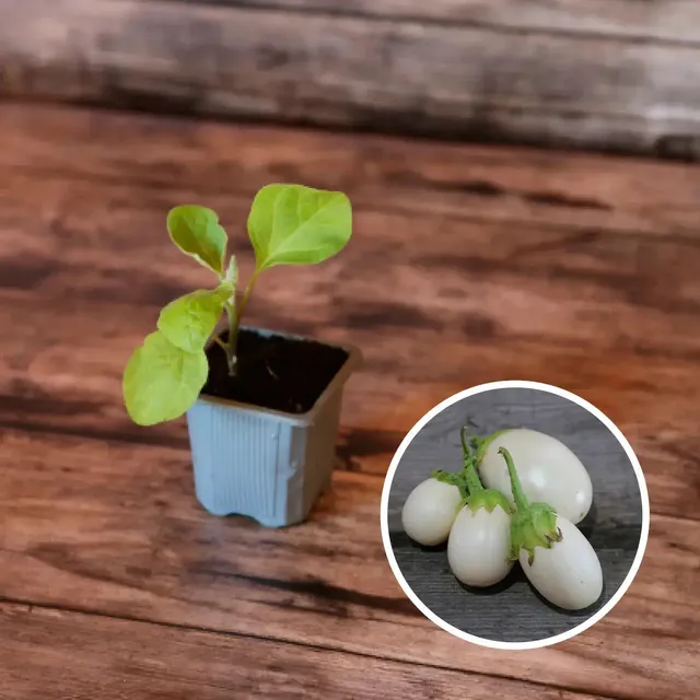 ferme-de-sainte-marthe-aubergine-blanche-uf-plant-bio-pot image 1