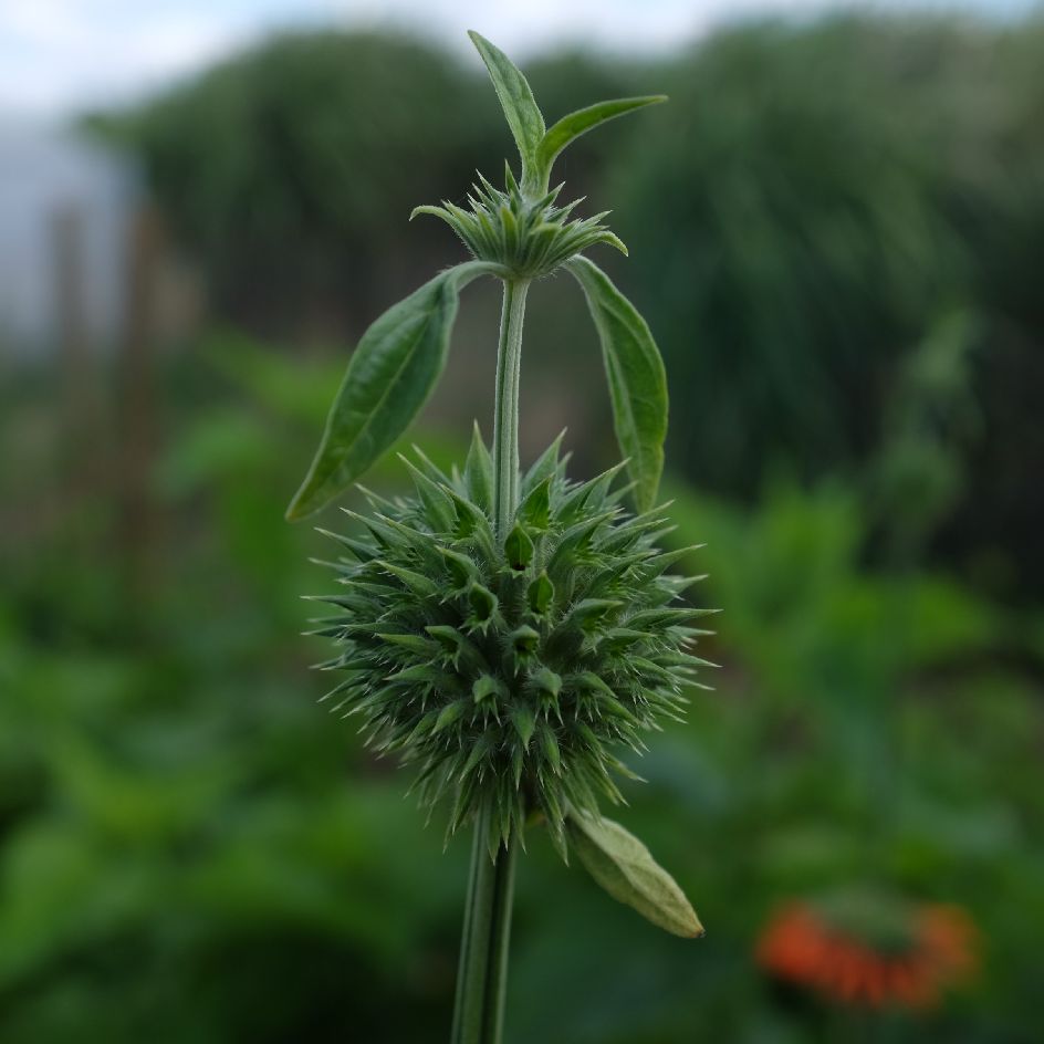 la-bo-te-graines-leonotis-nepetifolia-bio-graines-fleurs-orange image 3