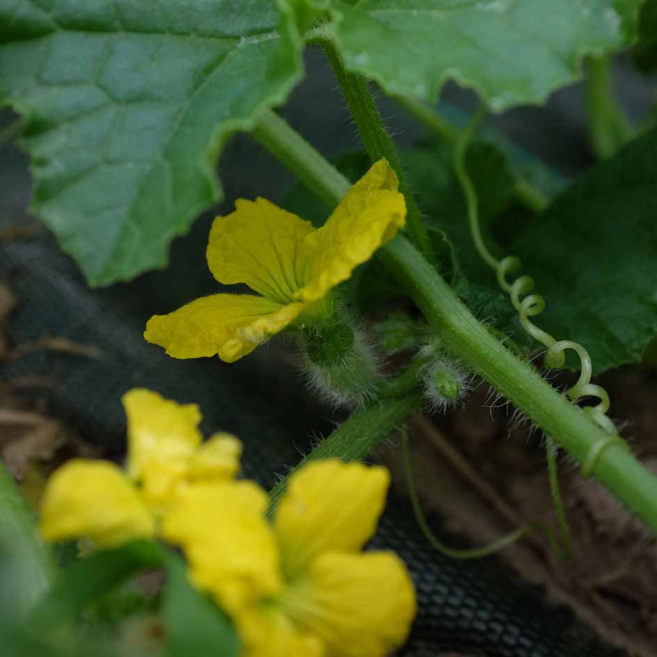 la-bo-te-graines-poona-kheera-graines-concombre-bio-inde image 3