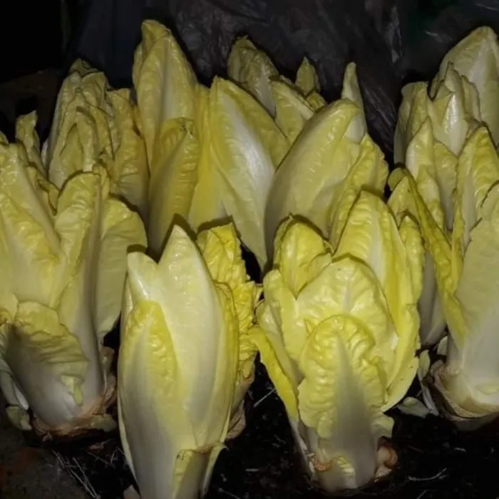 les-semences-de-l-ombelle-bruxelles-malines-chicor-e-endive-bio image 1