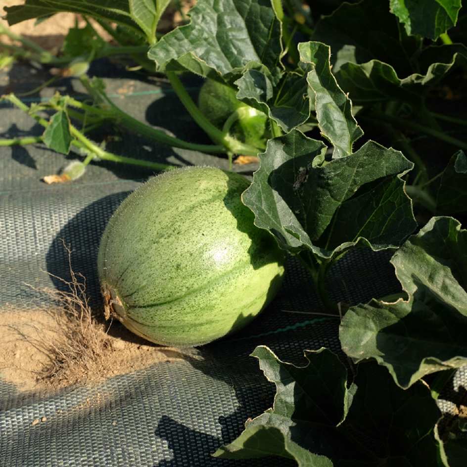 la-bo-te-graines-melon-cantaloup-orlinabel-graines-bio-sucr image 3