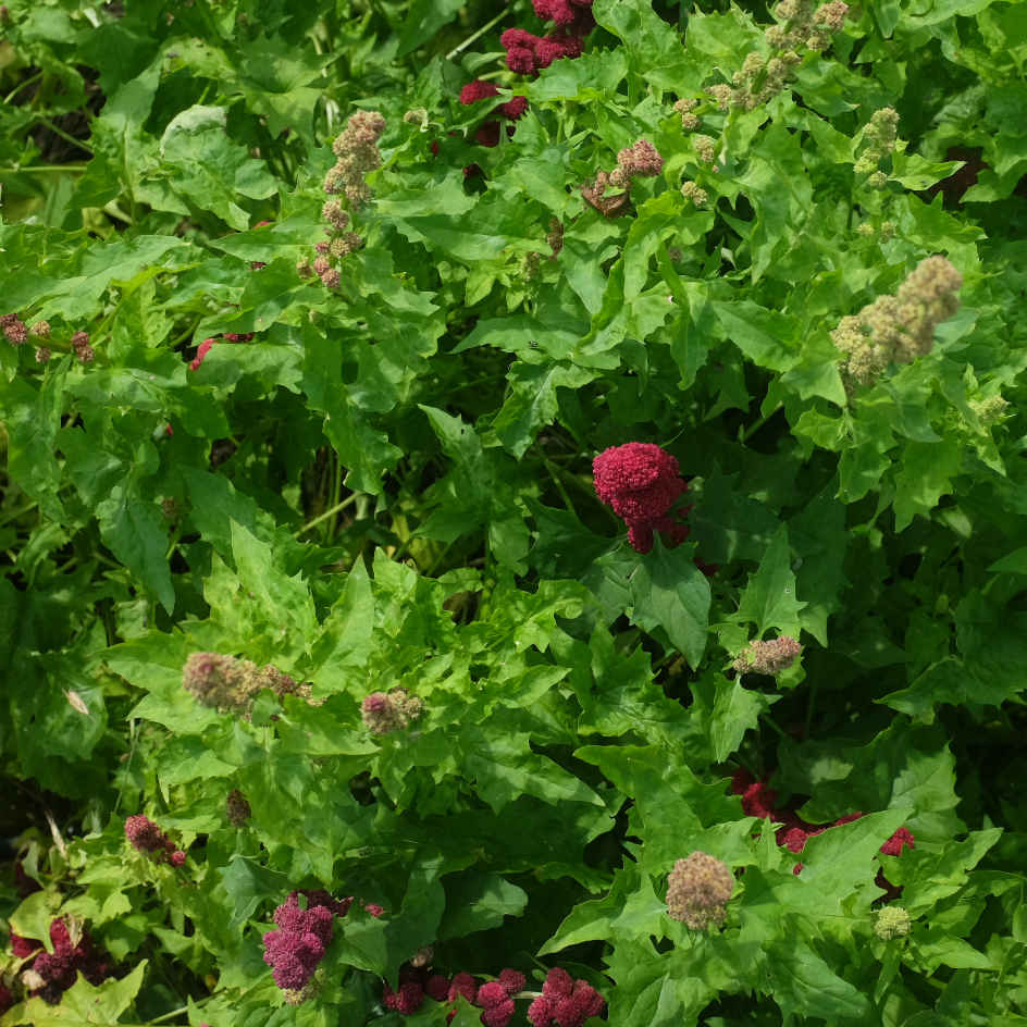 la-bo-te-graines-epinard-fraise-bio-graines-fleurs-comestible image 3