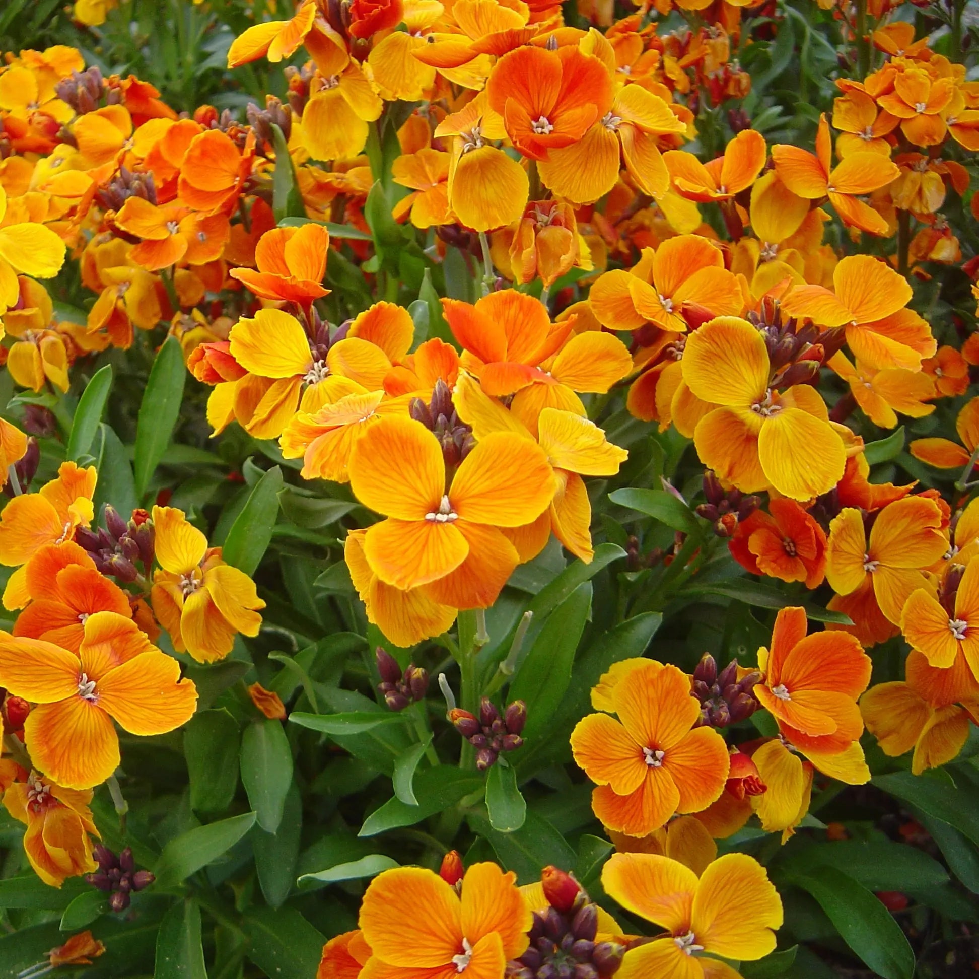 ferme-de-sainte-marthe-girofl-e-ravenelle-vari-e-graines-de-fleurs-bio image 1