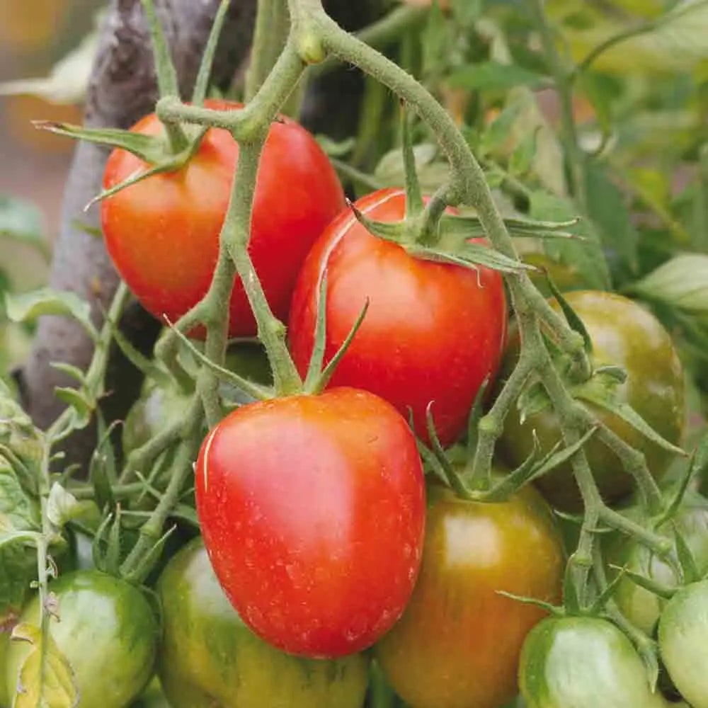 ferme-de-sainte-marthe-tomate-de-berao-graines-bio-roma-pr-coce image 1
