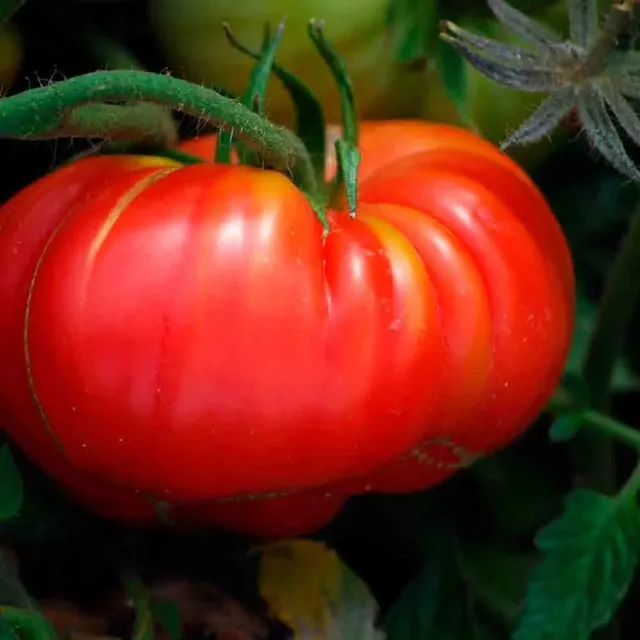 ferme-de-sainte-marthe-potiron-ecarlate-graines-tomate-bio image 1