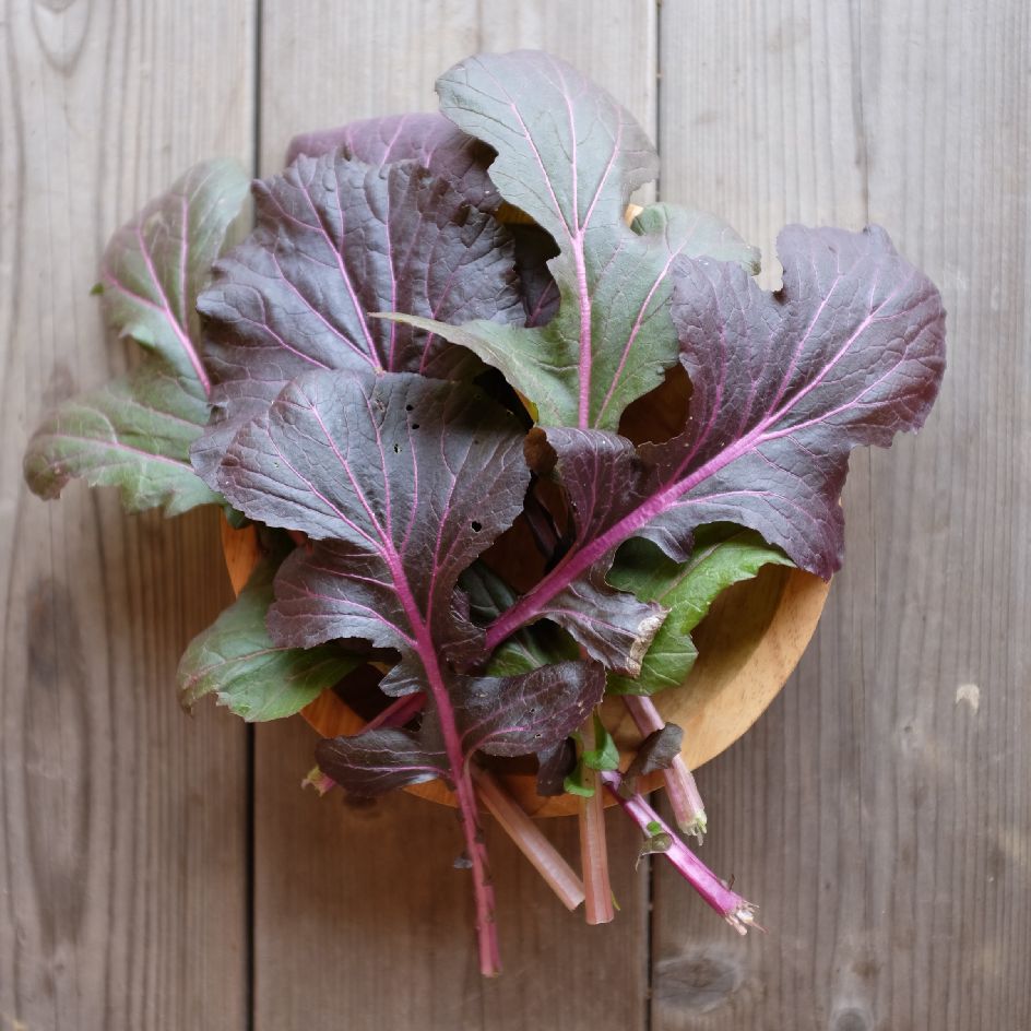 la-bo-te-graines-mizuna-vibrant-ultraviolet-graines-bio-mesclun image 2