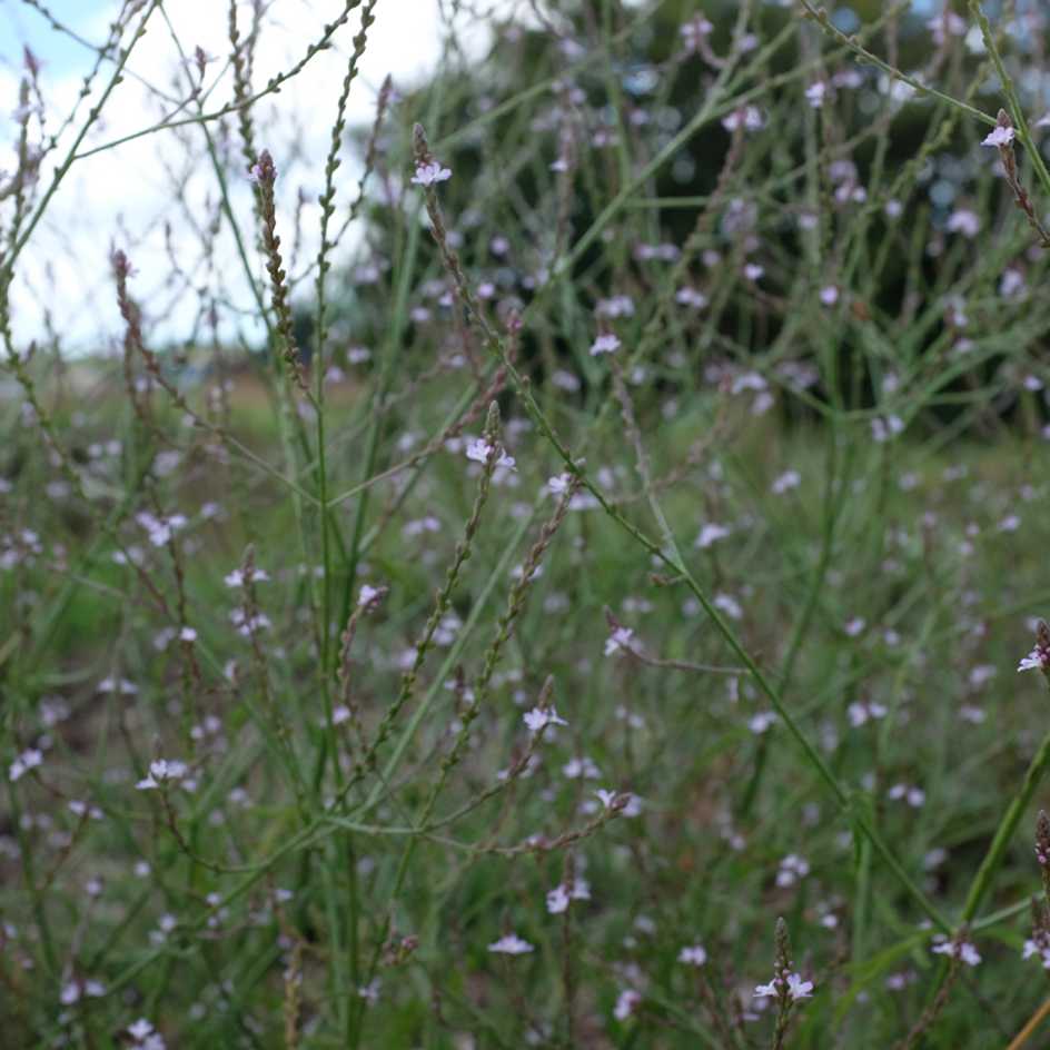 la-bo-te-graines-verveine-officinale-graines-bio image 2