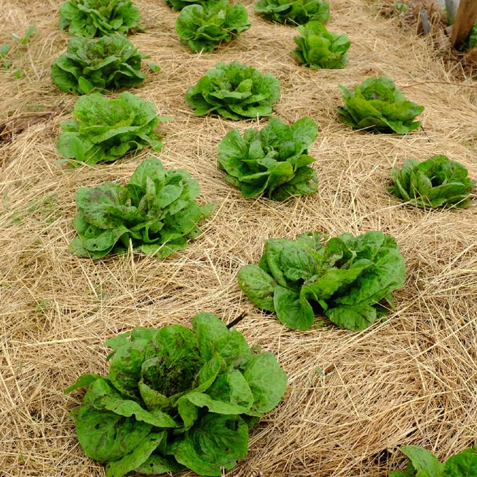la-bo-te-graines-forellenschluss-laitue-romaine-bio-croquante image 3