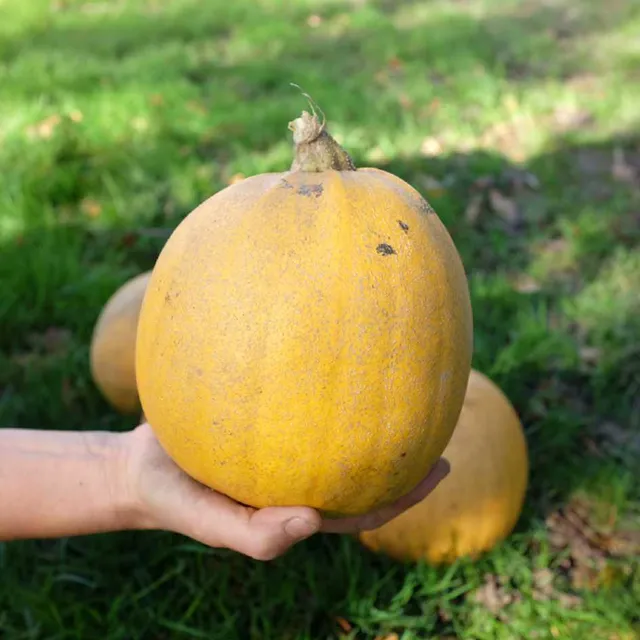la-bo-te-graines-graines-l-gumes-courge-melonnette-jasp-e-bio-sucr-e image 1