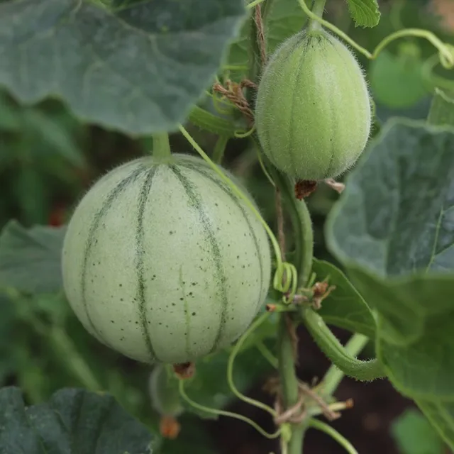 les-semences-de-l-ombelle-melon-charentais-cantaloup-vedrantais-bio-graines image 1