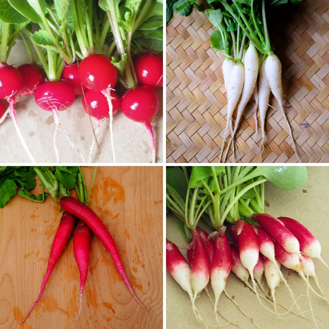 la-bo-te-graines-graines-l-gumes-m-lange-de-radis-bio-couleur-jardin image 1