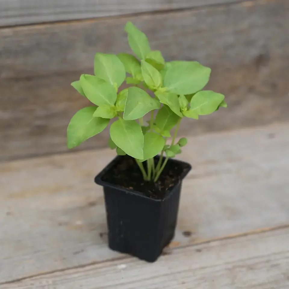 ferme-de-sainte-marthe-basilic-citron-plant-bio-parfum image 1