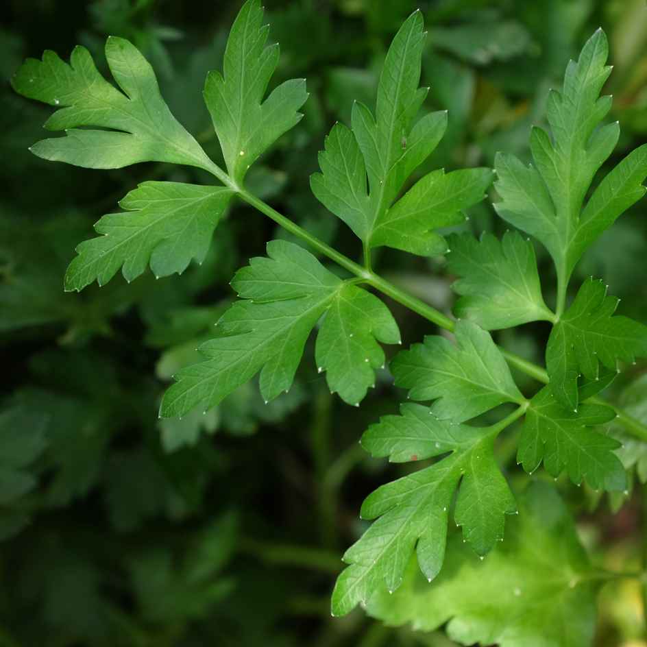 la-bo-te-graines-persil-commun-graines-aromatiques-bio-en-pot image 1