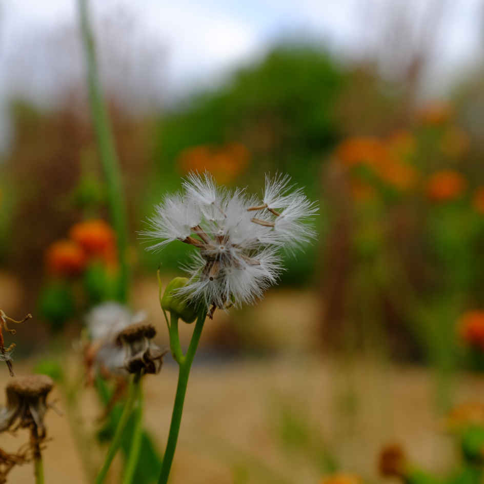 la-bo-te-graines-emilia-javanica-bio-graines-fleurs-pompons-orange image 4