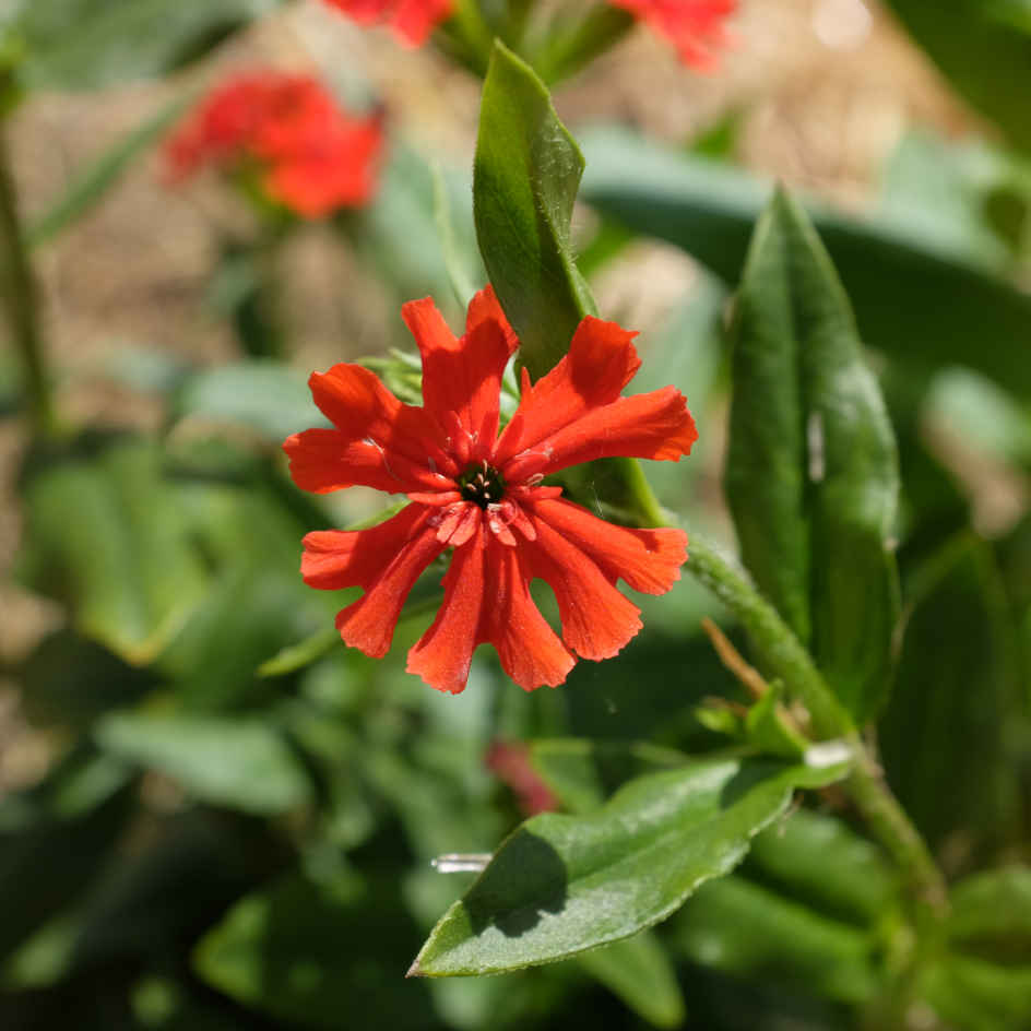 la-bo-te-graines-graines-fleurs-croix-de-malte-bio-rouge-vivace image 3