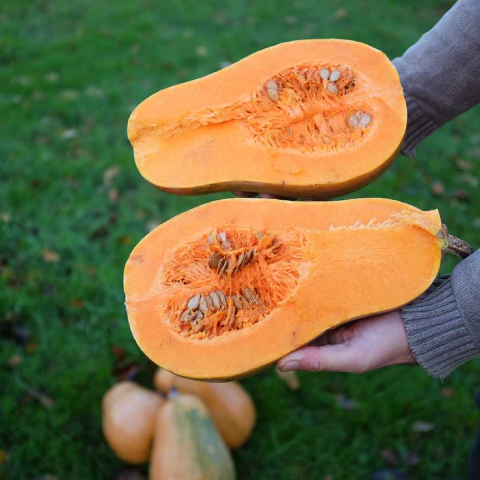 la-bo-te-graines-courge-sucrine-du-berry-graines-bio-sucr-e image 2