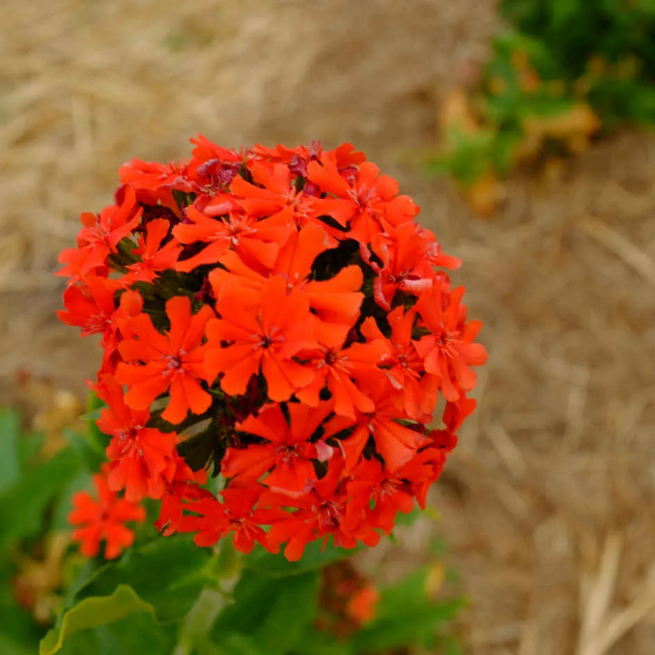 la-bo-te-graines-graines-fleurs-croix-de-malte-bio-rouge-vivace image 1