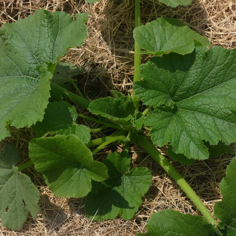la-bo-te-graines-graines-l-gumes-odessa-courgette-bio-sucr-e image 2