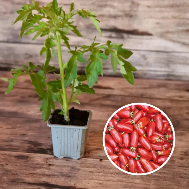 ferme-de-sainte-marthe-plants-bio-plant-tomate-andine-cornue-bio image 1