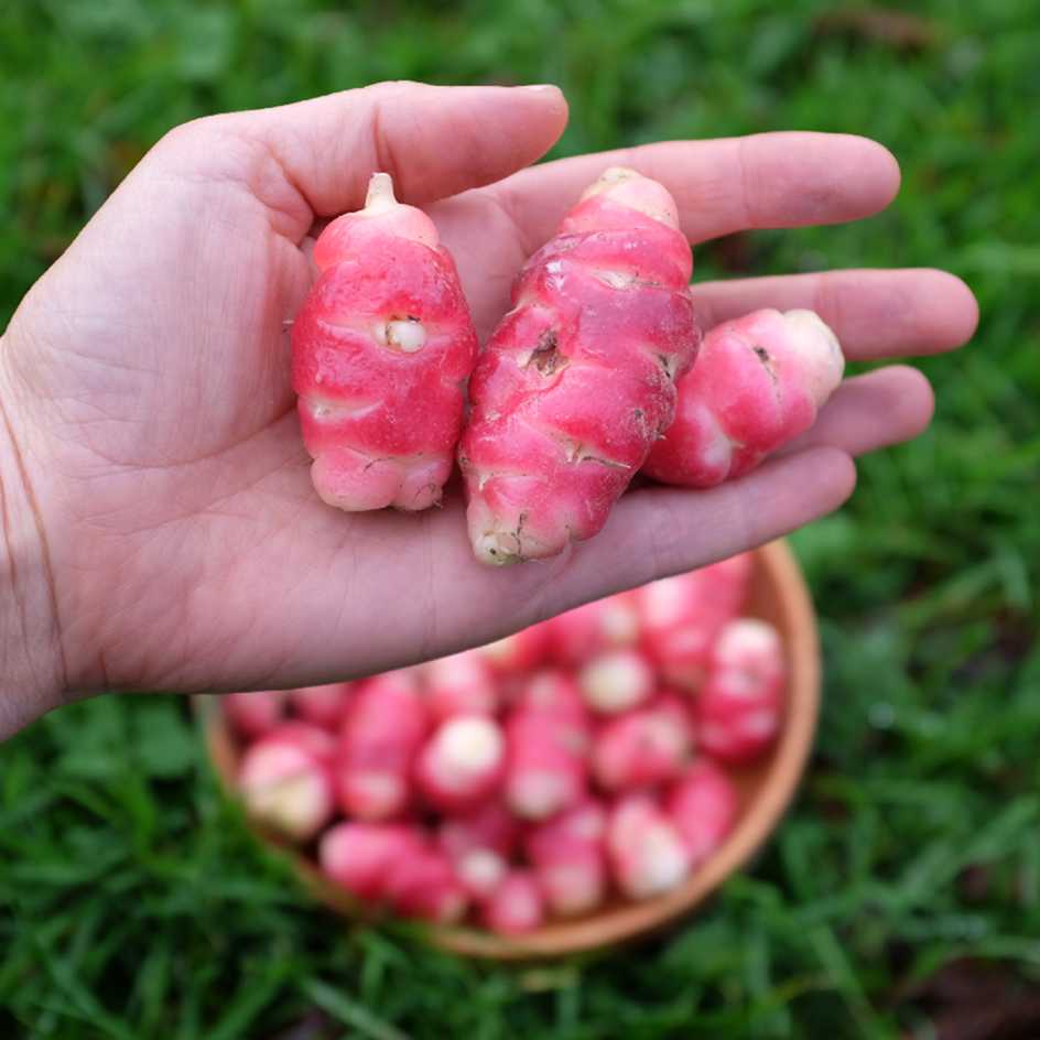 la-bo-te-graines-oca-du-p-rou-graines-l-gumes-bio-tubercule image 1