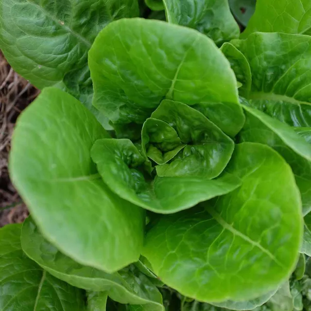 la-bo-te-graines-graines-l-gumes-laitue-sucrine-bio-croquante image 1