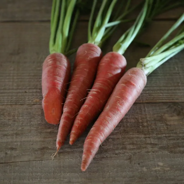ferme-de-sainte-marthe-carotte-atomic-red-graines-potag-res-bio image 1