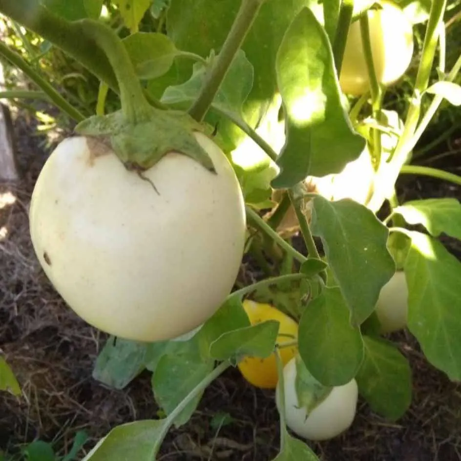 la-bo-te-graines-aubergine-casper-bio-graines-blanche image 1