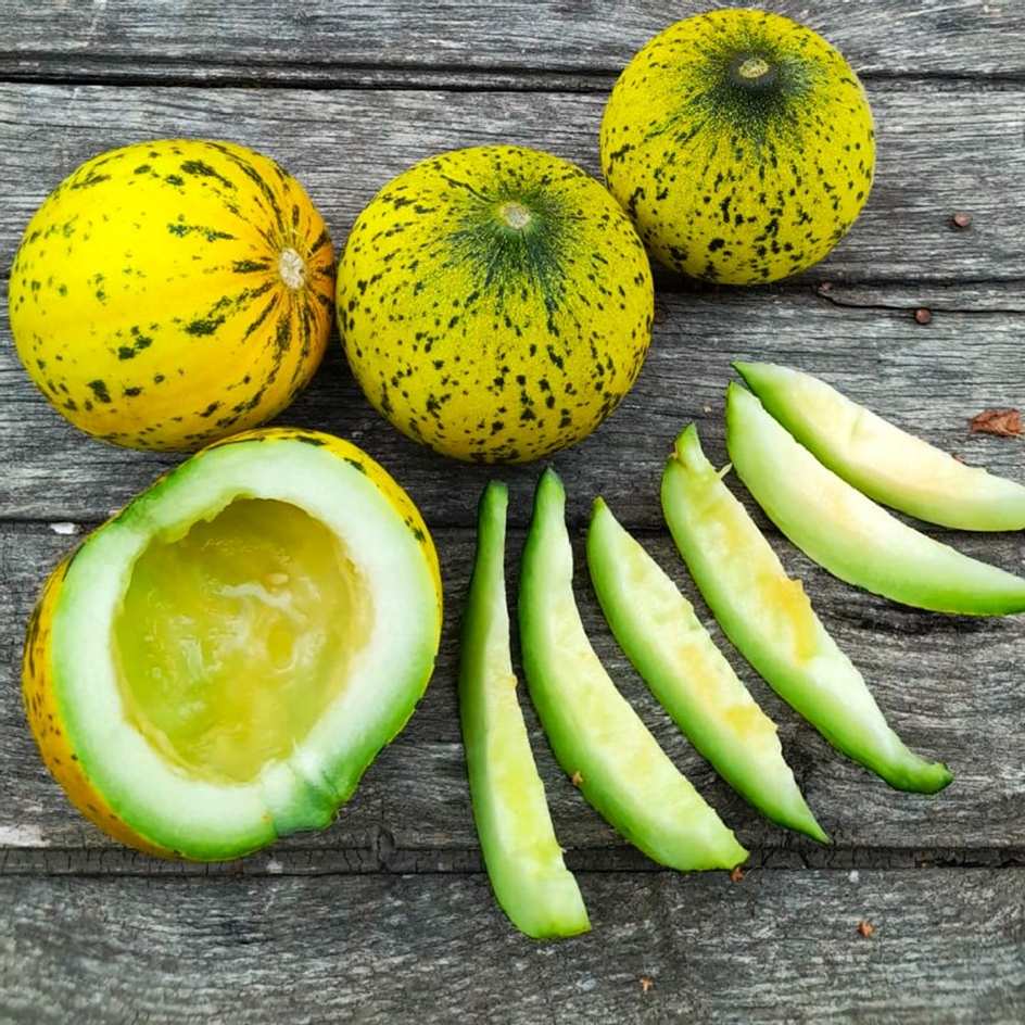 la-bo-te-graines-melon-turkish-leopard-bio-graines-sucr image 1