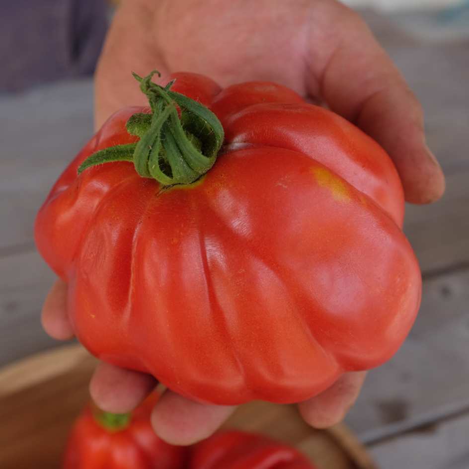 la-bo-te-graines-tomate-goldman-s-italian-american-bio-sauce image 4