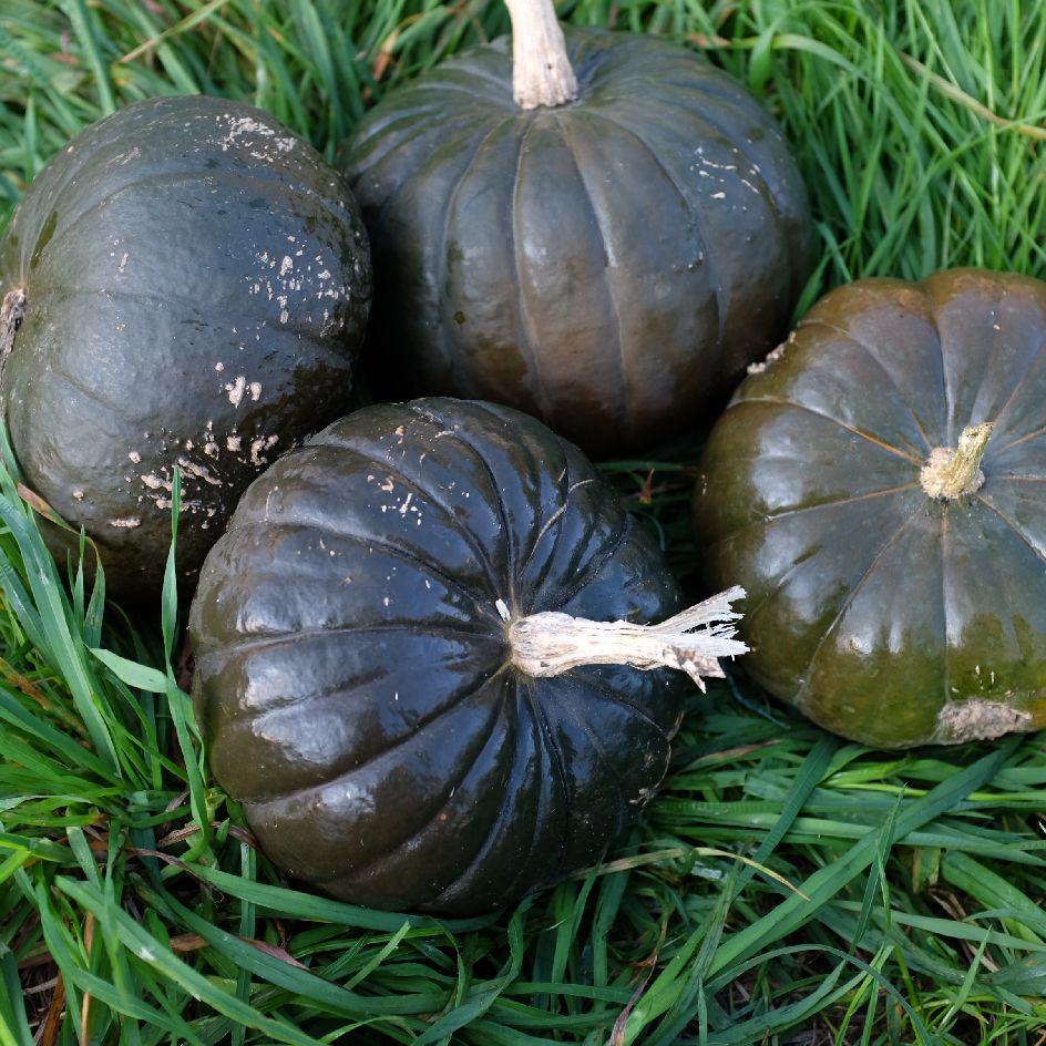 la-bo-te-graines-potiron-zapallito-bio-graines-courge-verte image 2