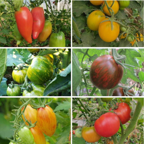 les-semences-de-l-ombelle-tomate-en-m-lange-graines-bio image 1