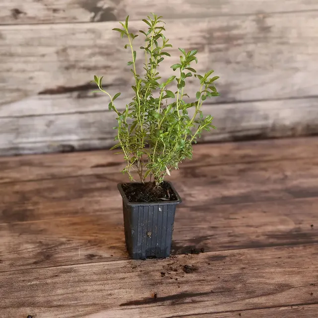 ferme-de-sainte-marthe-sarriette-plant-bio-vivace-montagne image 1