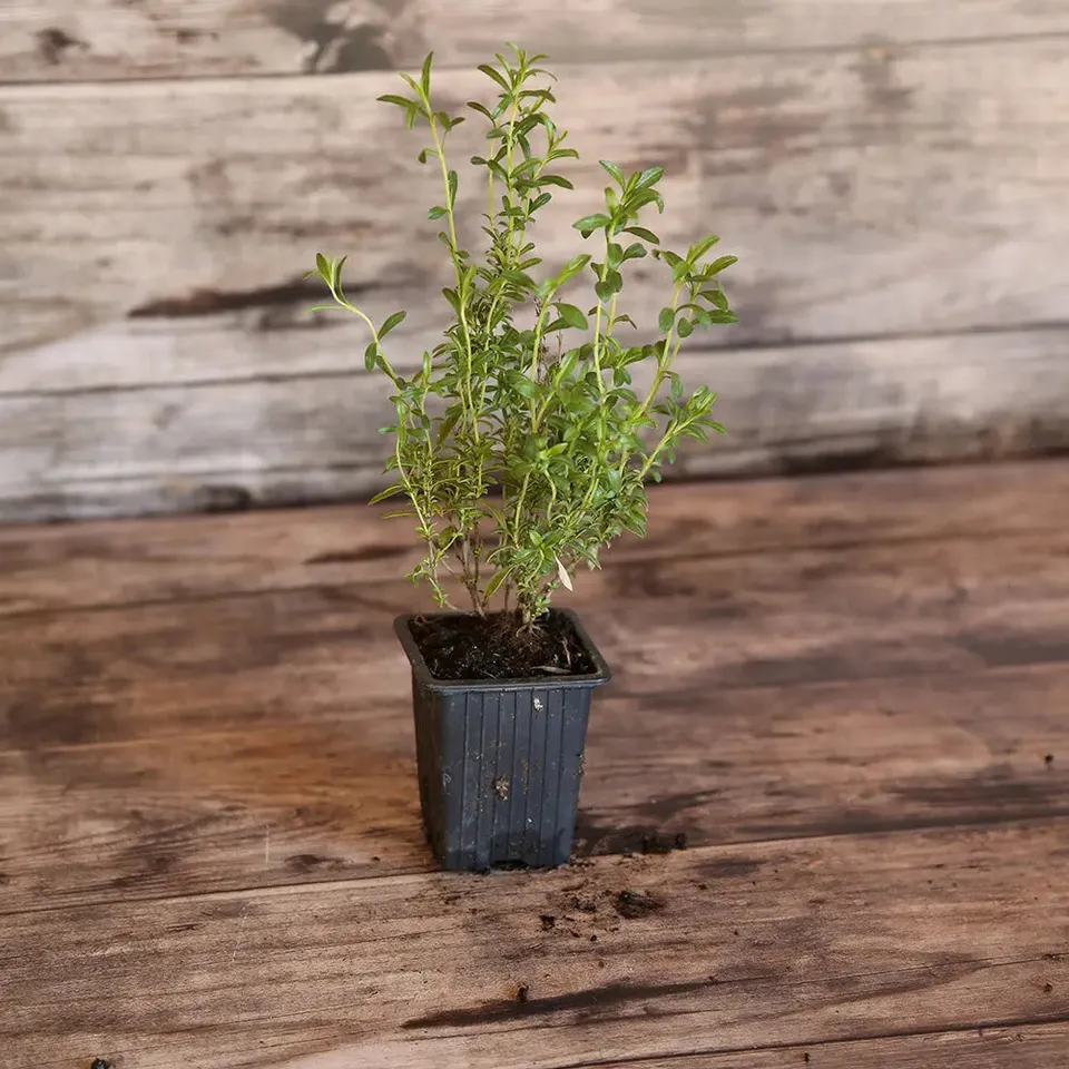 ferme-de-sainte-marthe-sarriette-plant-bio-vivace-montagne image 1