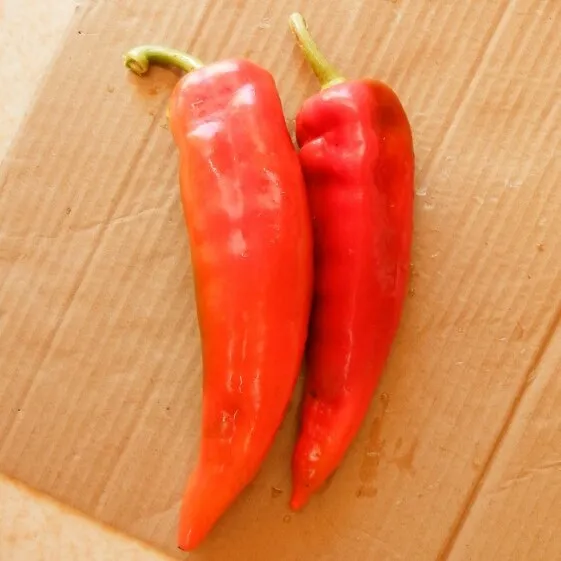 la-bo-te-graines-corne-de-taureau-graines-poivron-rouge-bio image 1