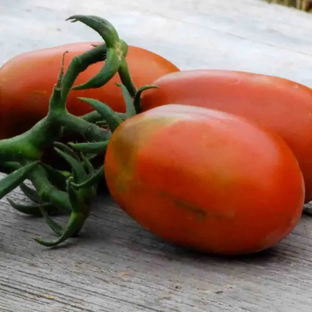 ferme-de-sainte-marthe-tomate-prune-noire-graines-bio image 1