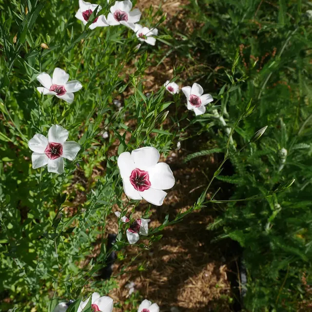 ferme-ste-marthe-lin-bright-eyes-graines-fleurs-blanc-bio image 1