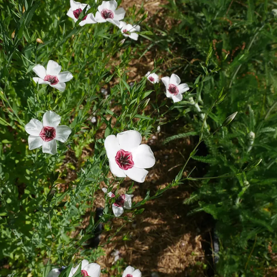 ferme-ste-marthe-lin-bright-eyes-graines-fleurs-blanc-bio image 1