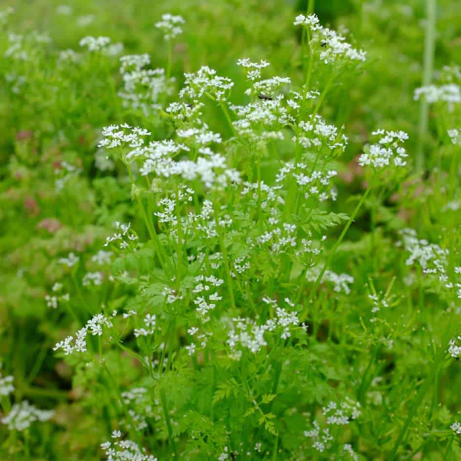 la-bo-te-graines-cerfeuil-commun-bio-graines-aromatiques-anis image 3