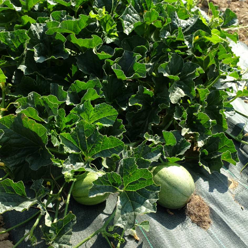 la-bo-te-graines-melon-cantaloup-orlinabel-graines-bio-sucr image 4