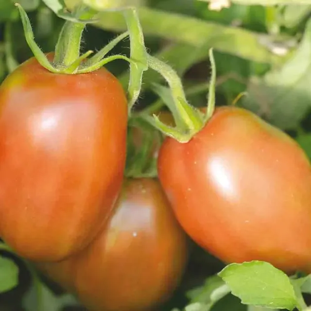 ferme-de-sainte-marthe-tomate-purple-russian-graines-bio-pr-coce image 1