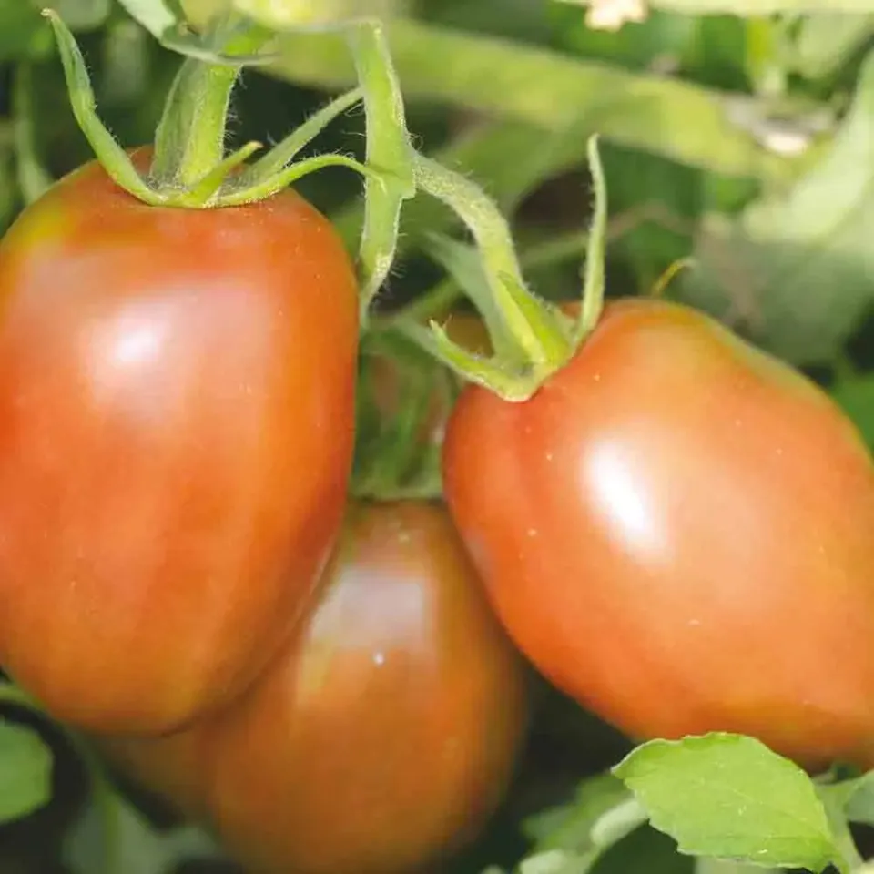 ferme-de-sainte-marthe-tomate-purple-russian-graines-bio-pr-coce image 1