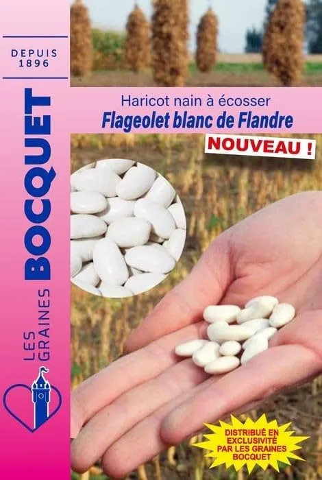 graines-bocquet-flageolet-blanc-de-flandres-haricot-nain-90-g-ancien image 1