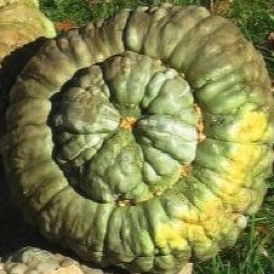 la-bo-te-graines-potiron-marina-di-chioggia-bio-graines image 1