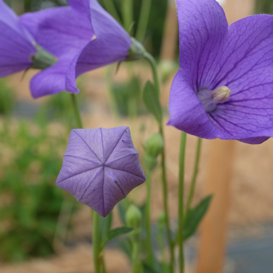 la-bo-te-graines-graines-fleurs-platycodon-grandiflora-graines-bleue-bio image 2