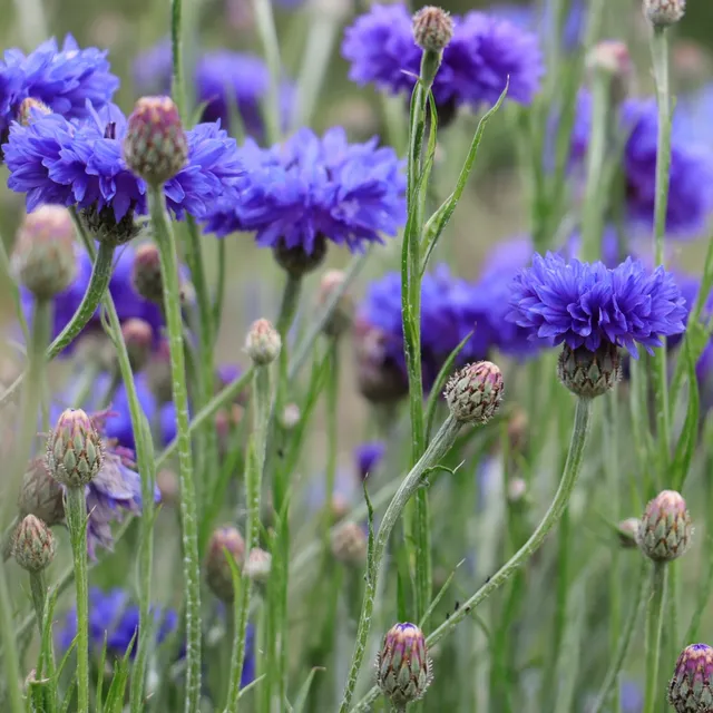 les-semences-de-l-ombelle-bleuet-bleu-bio-graines-fleurs image 1