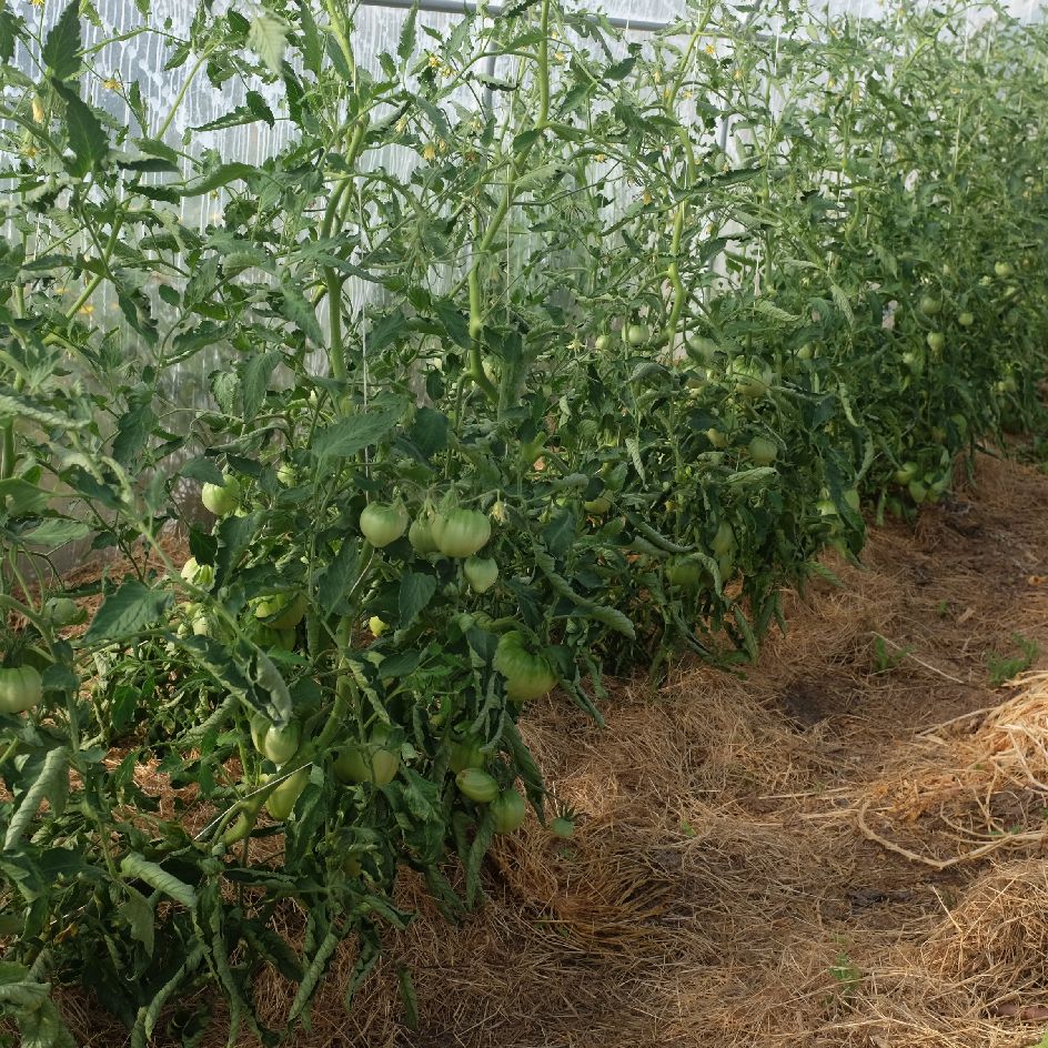 la-bo-te-graines-mangue-tomate-bio-orange-sucr-e image 5